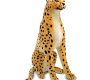 large-cheetah-stuffed-animal-rental